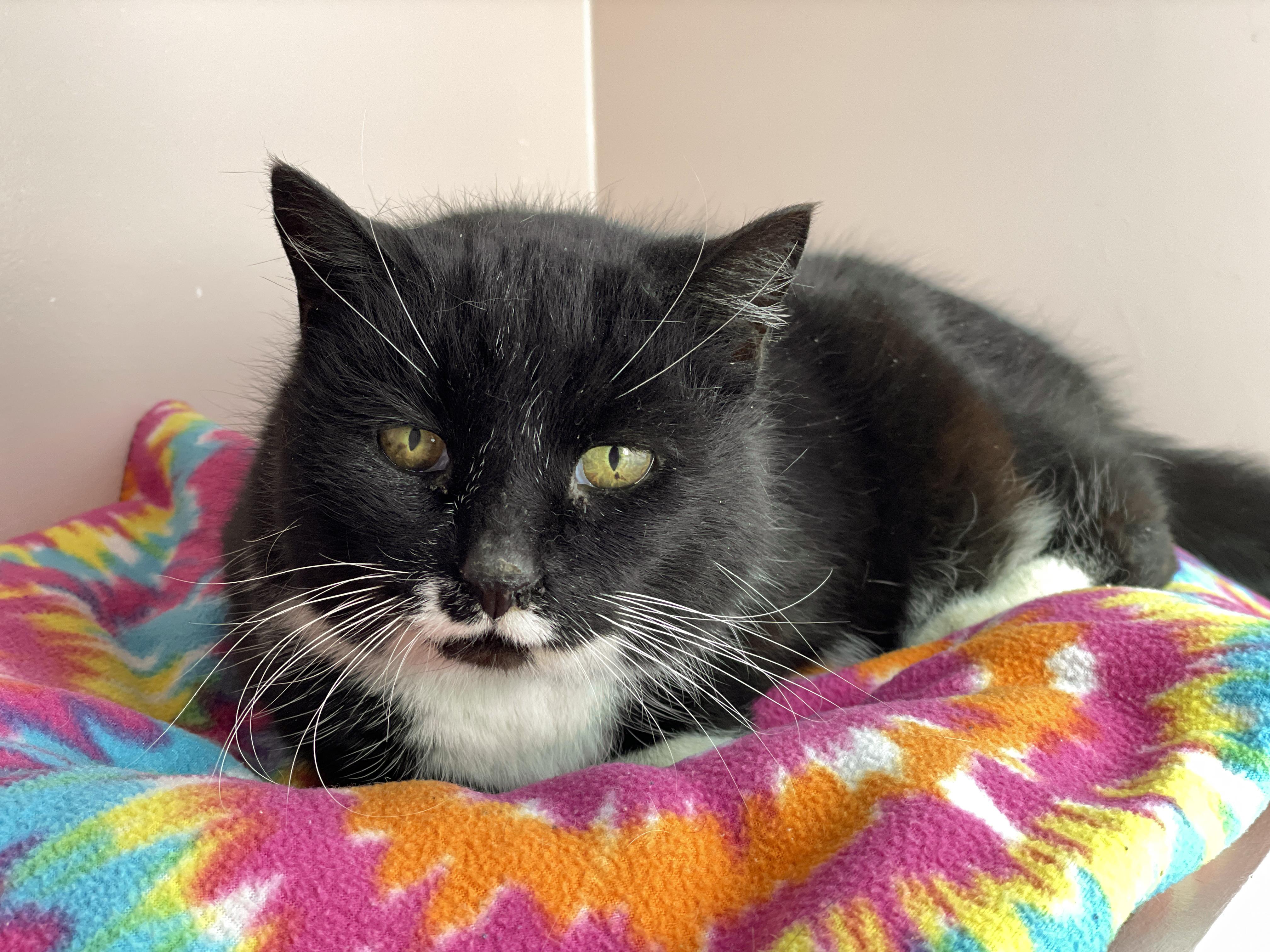 Bootsie — thumbnail 2