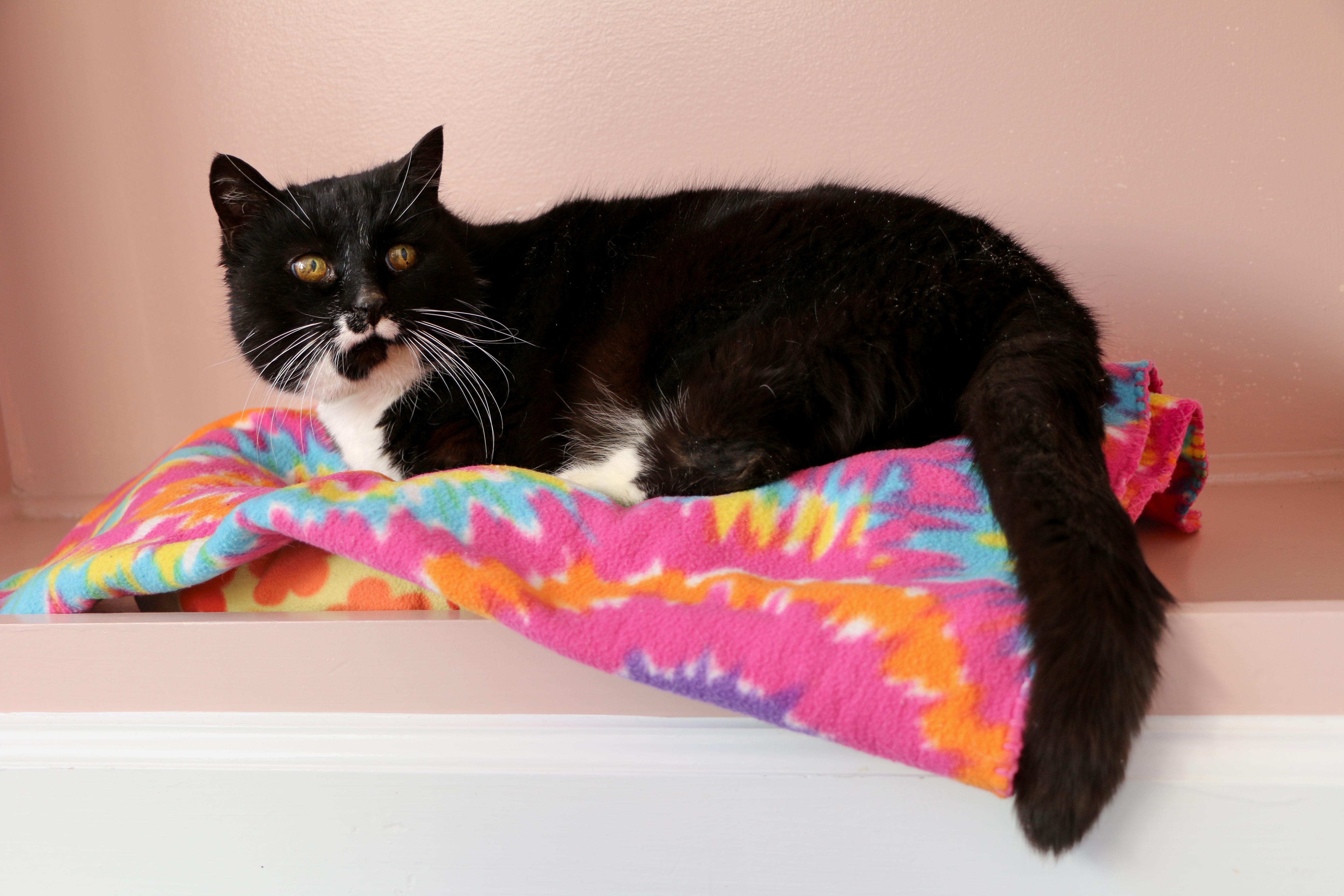 Bootsie — thumbnail 3