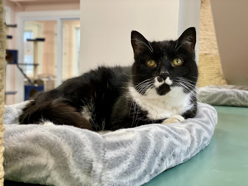 Bootsie, Adoptable, Senior Female Domestic Short Hair.