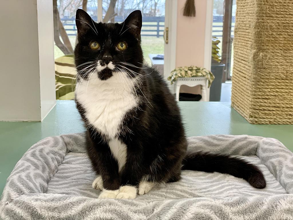 Enlarge Bootsie, a Adoptable Domestic Short Hair in Charles Town, WV image 2/5