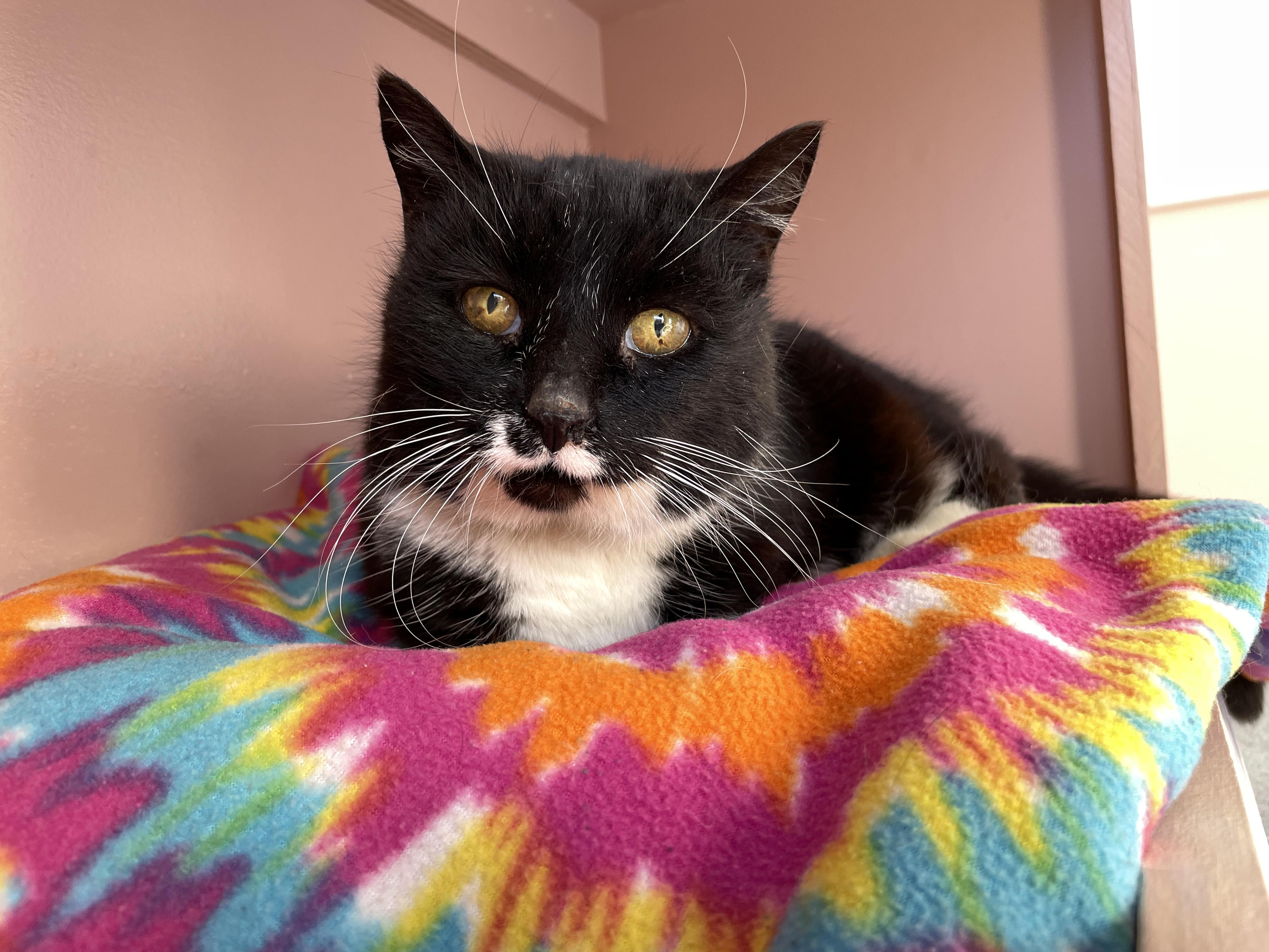 Bootsie, Adoptable, Senior Female Domestic Short Hair.