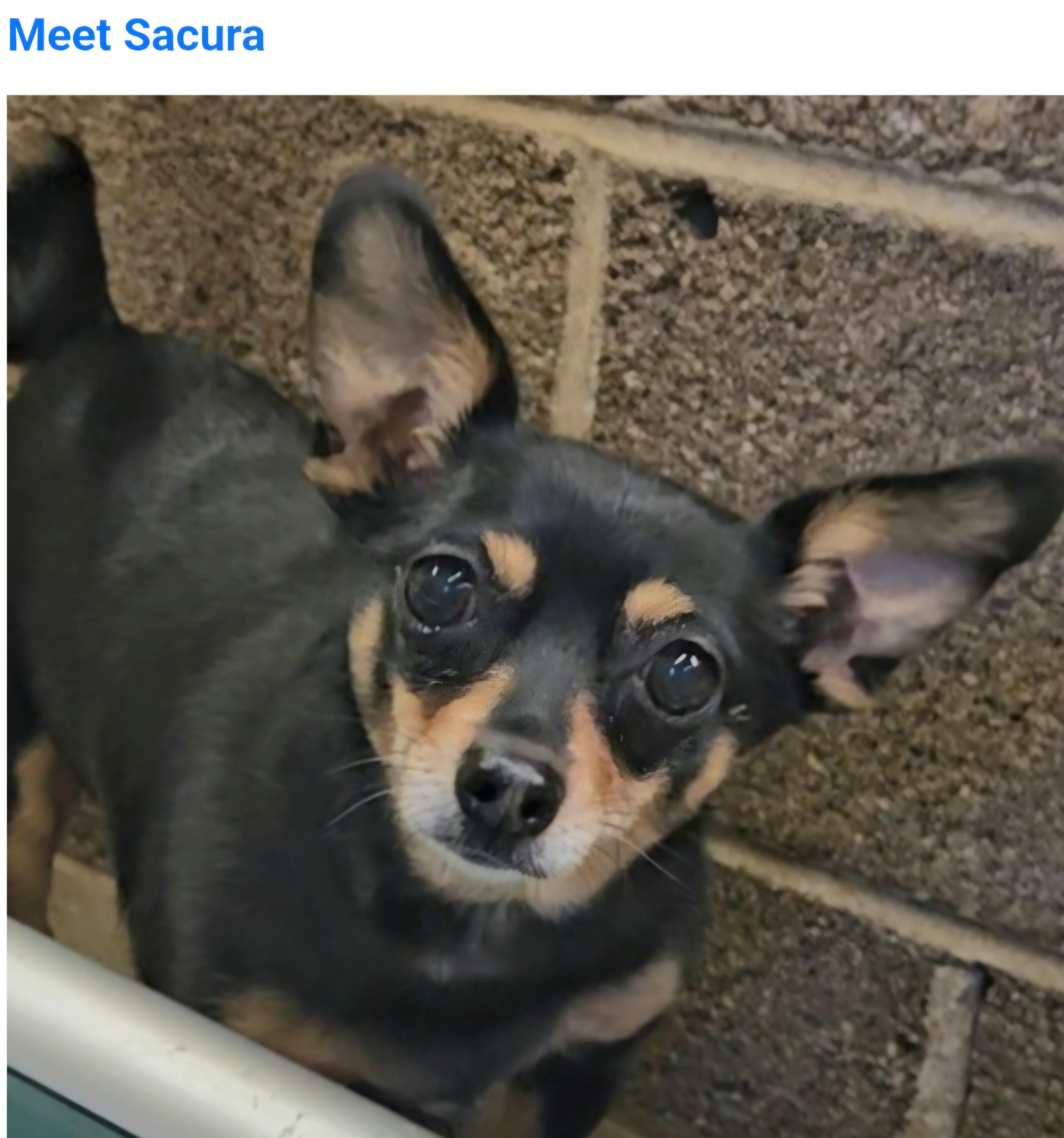 Sacura, adopted, Adult Female Chihuahua.