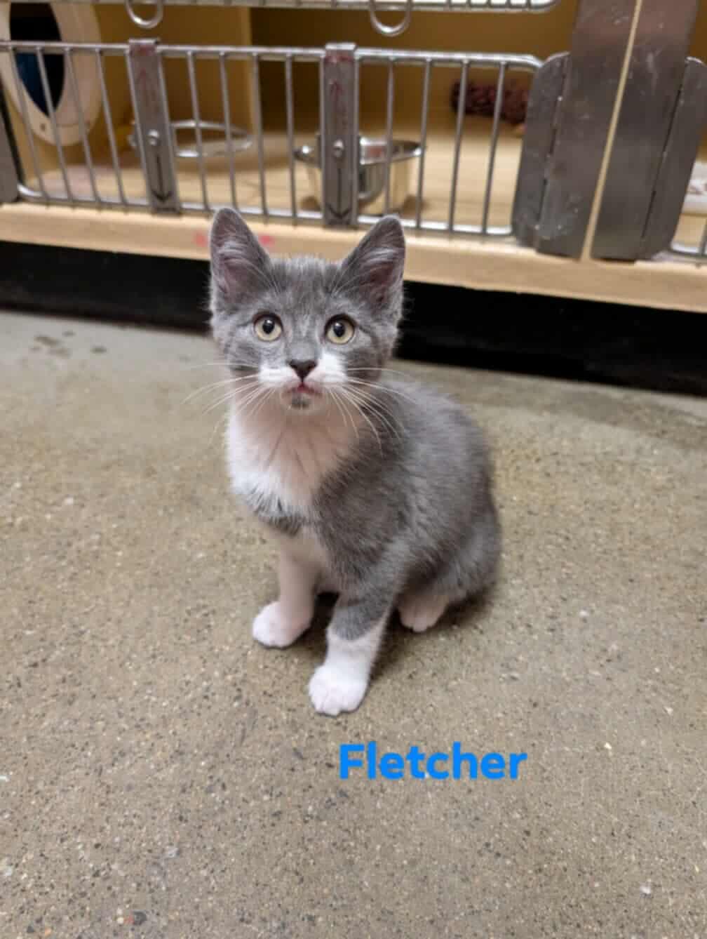 Fletcher, Baby Male unknown