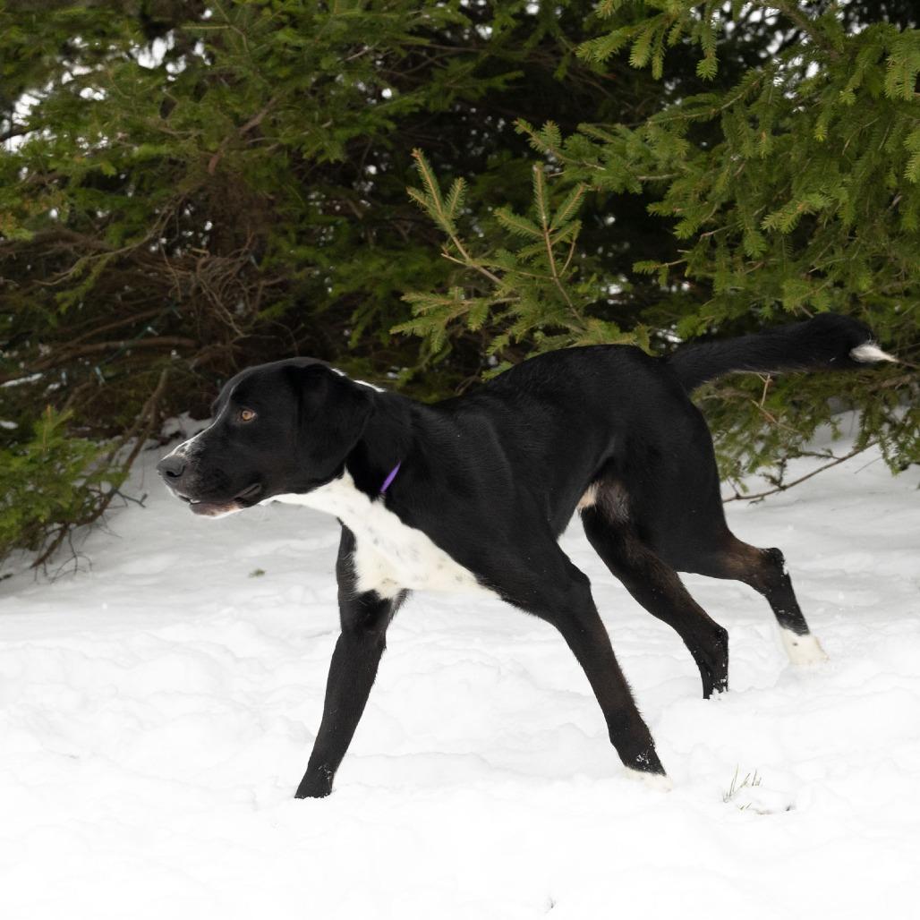 Bolt, a Adoptable Mixed Breed in McKean, PA image 1/6