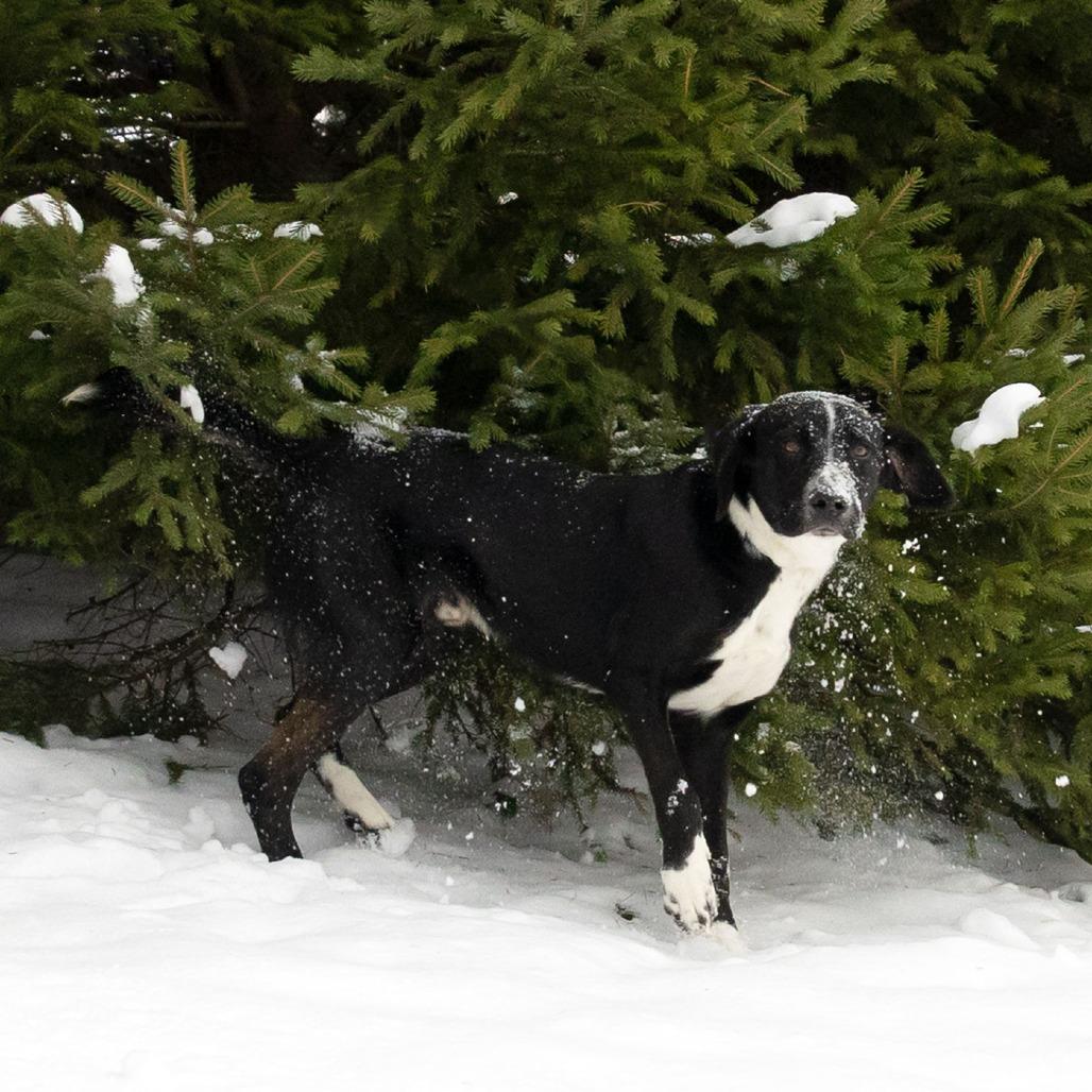 Bolt, a Adoptable Mixed Breed in McKean, PA image 2/6