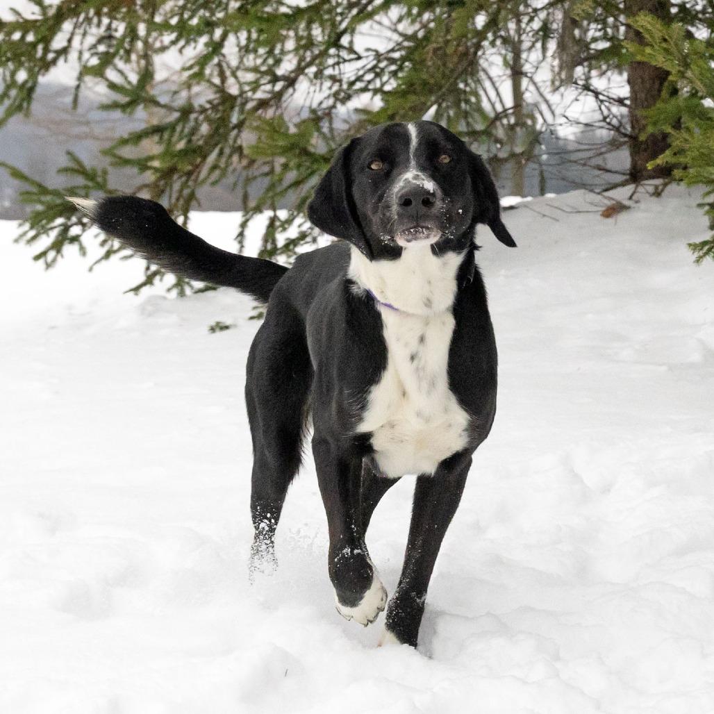 Bolt, a Adoptable Mixed Breed in McKean, PA image 4/6
