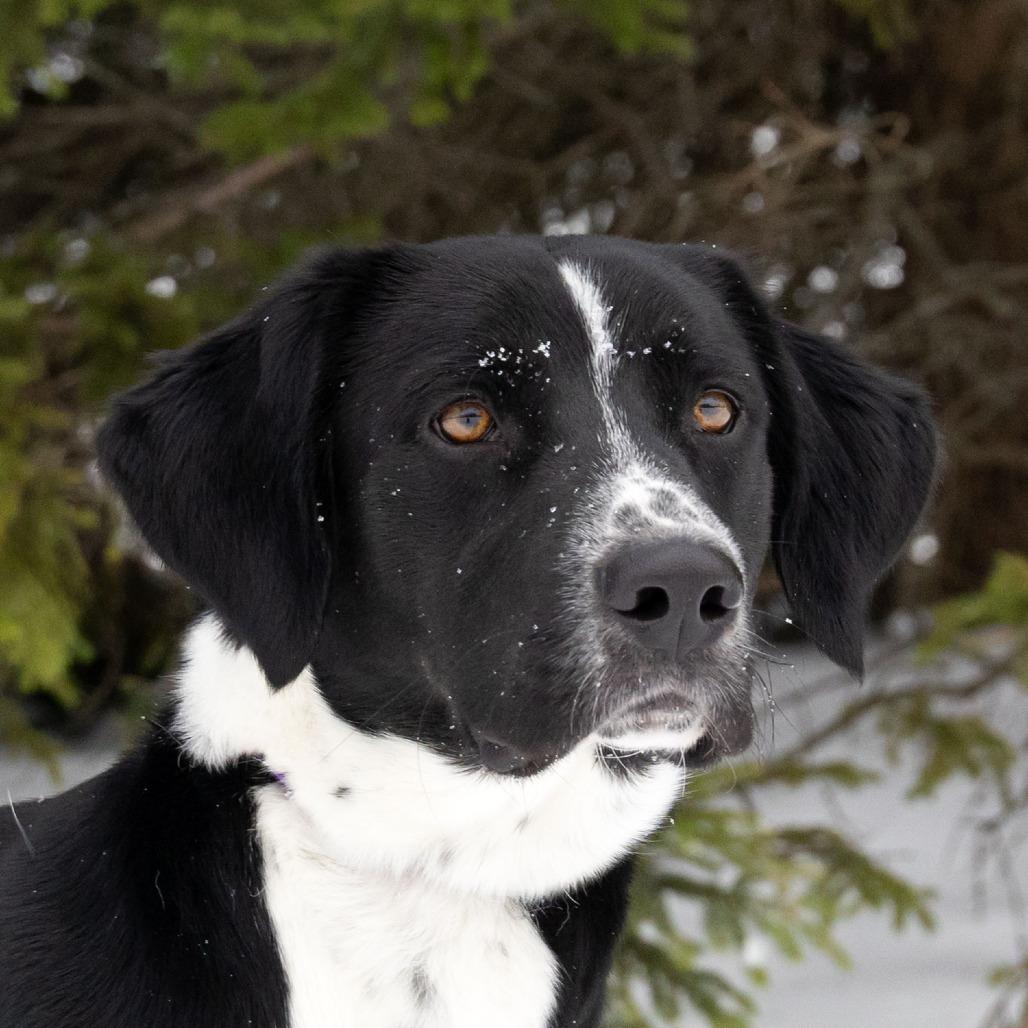 Bolt, a Adoptable Mixed Breed in McKean, PA image 5/6