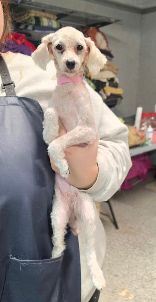 Enlarge Thea, a Adoptable Poodle in Decatur, IN image 1/1