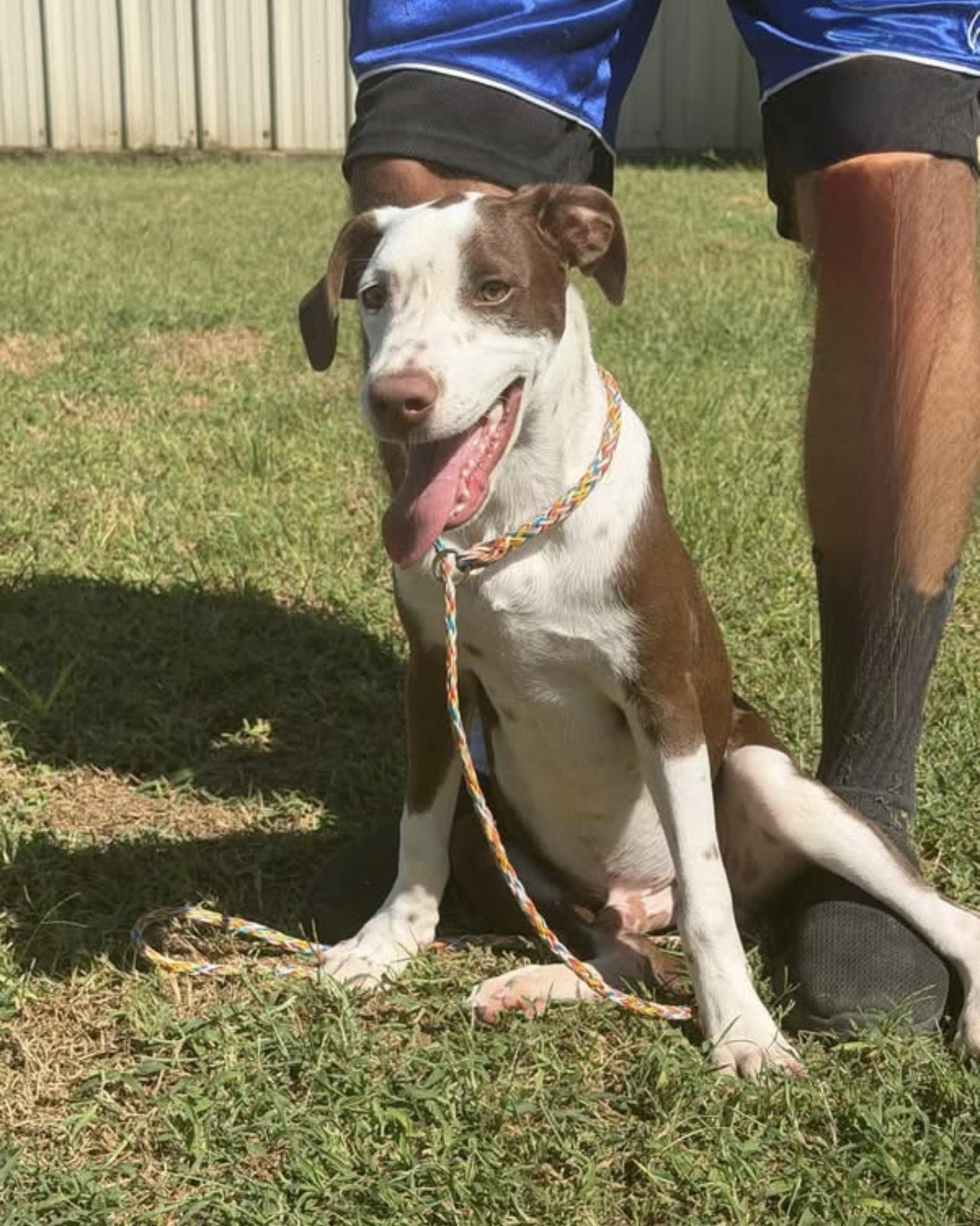 Enlarge Hank, a Adoptable mixed breed in Vicksburg, MS image 1/1