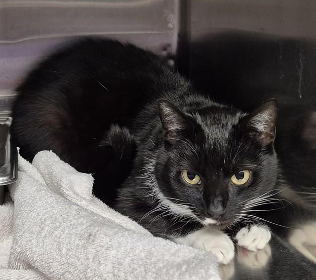 PETRA, Adoptable, Adult Female Domestic Short Hair.