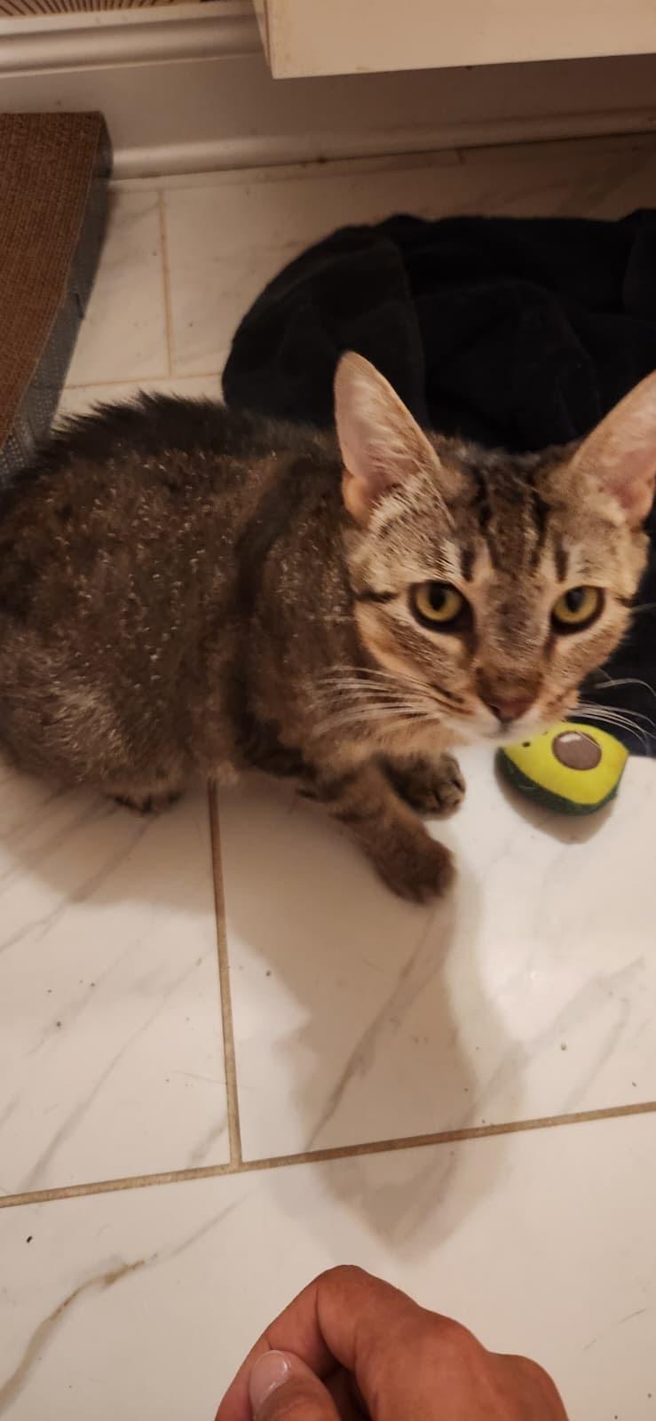 Enlarge Dolly, a Adoptable American Shorthair in Highland Park, NJ image 5/5