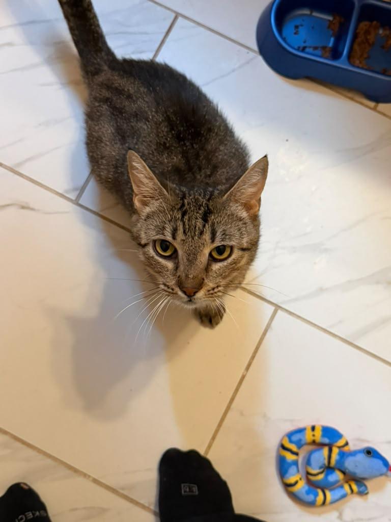 Enlarge Dolly, a Adoptable American Shorthair in Highland Park, NJ image 3/5