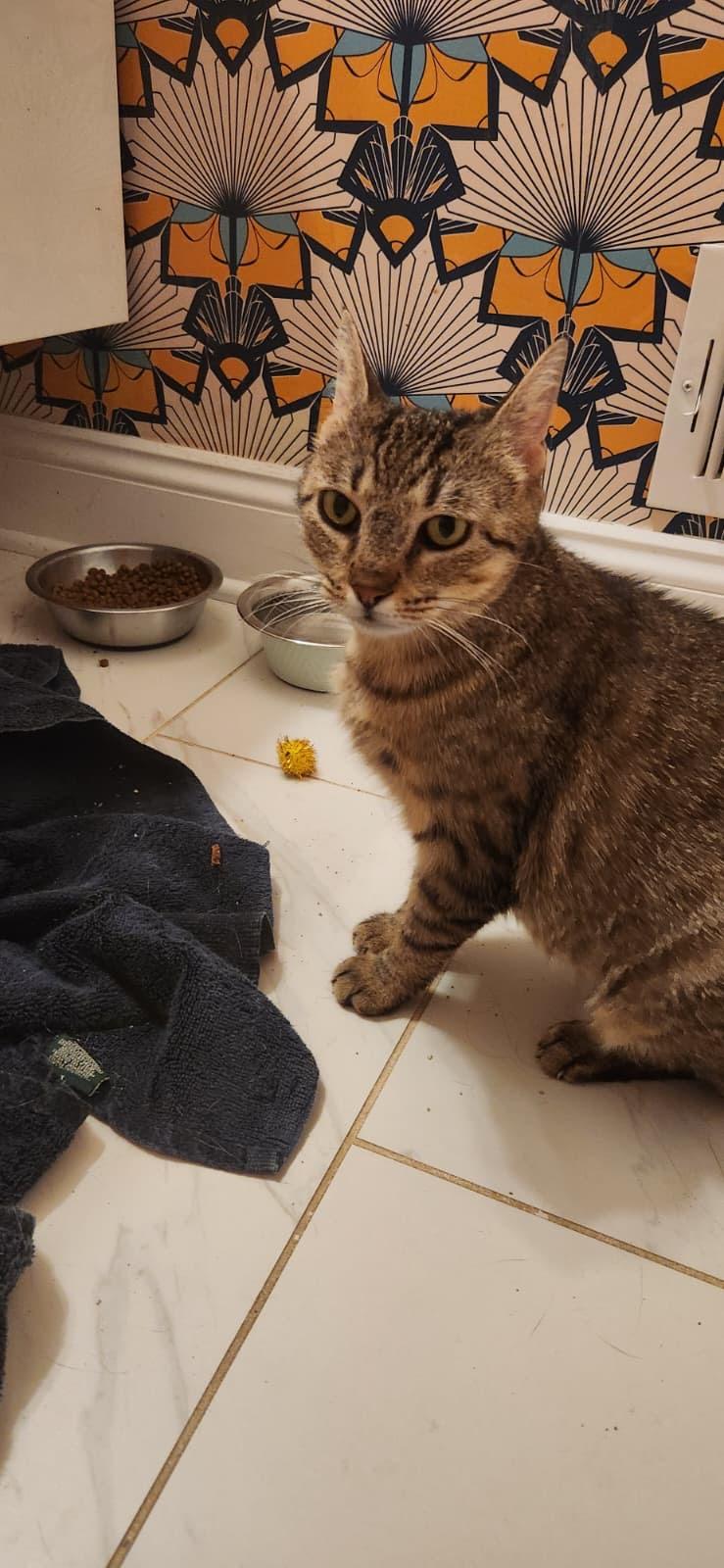 Dolly, Adoptable, Young Female American Shorthair.