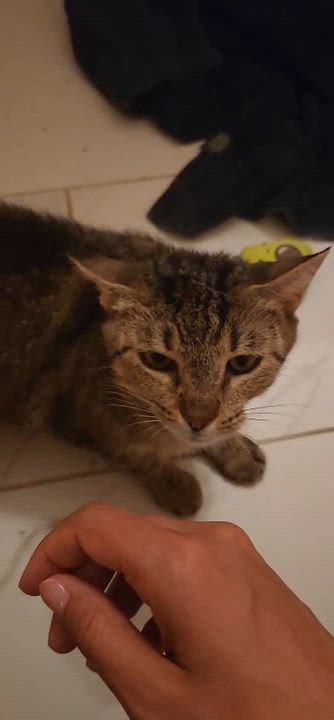 Enlarge Dolly, a Adoptable American Shorthair in Highland Park, NJ video 4/5