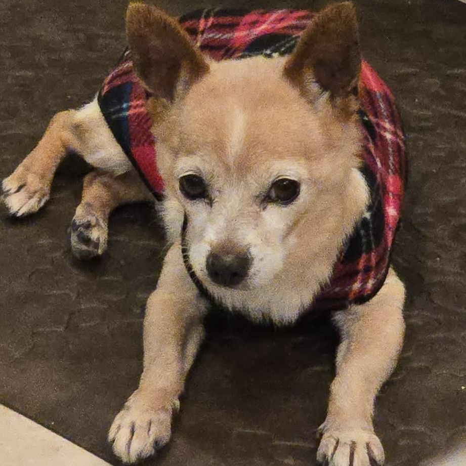 Beanie , a ADOPTABLE mixed breed in Pelham, NH image 3/5