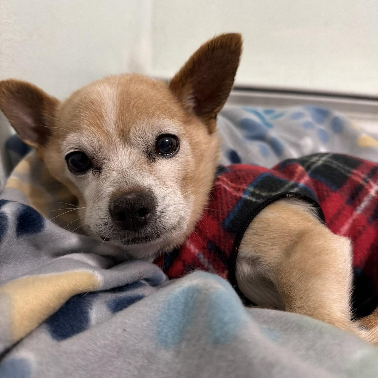 Beanie , a ADOPTABLE mixed breed in Pelham, NH image 5/5