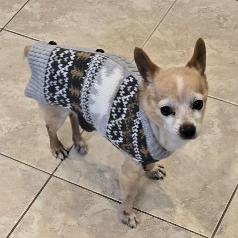 Beanie , a ADOPTABLE mixed breed in Pelham, NH image 4/5