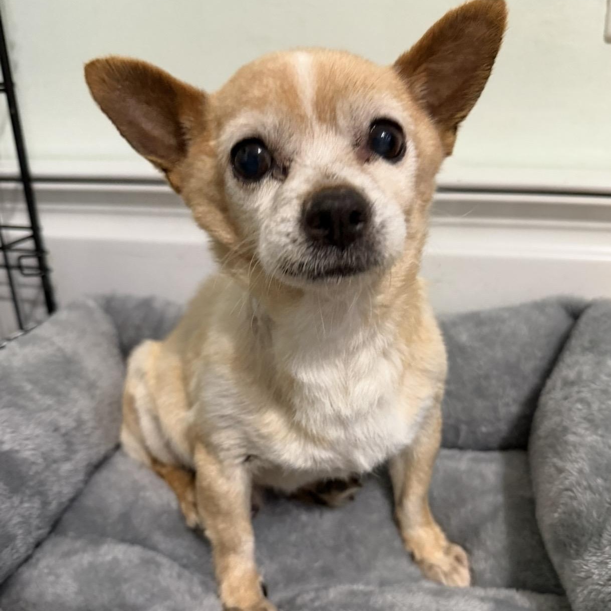 Beanie , a ADOPTABLE mixed breed in Pelham, NH image 1/5