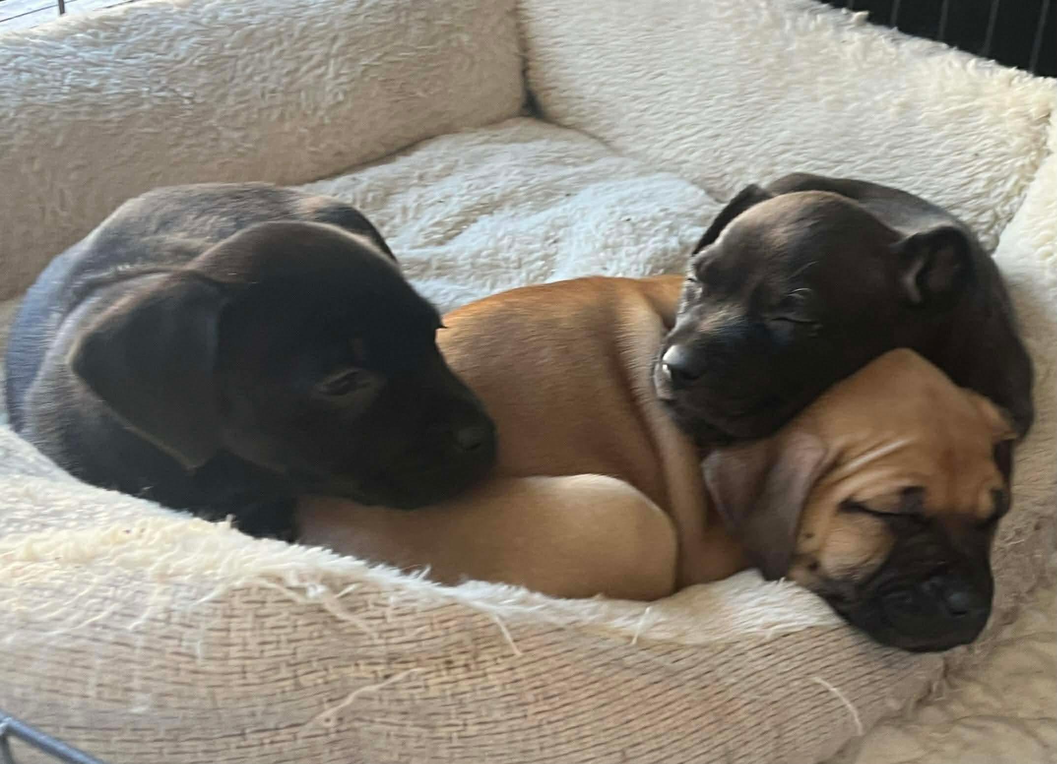 Enlarge Hannah, a Adoptable mixed breed in O'Fallon, MO image 3/4