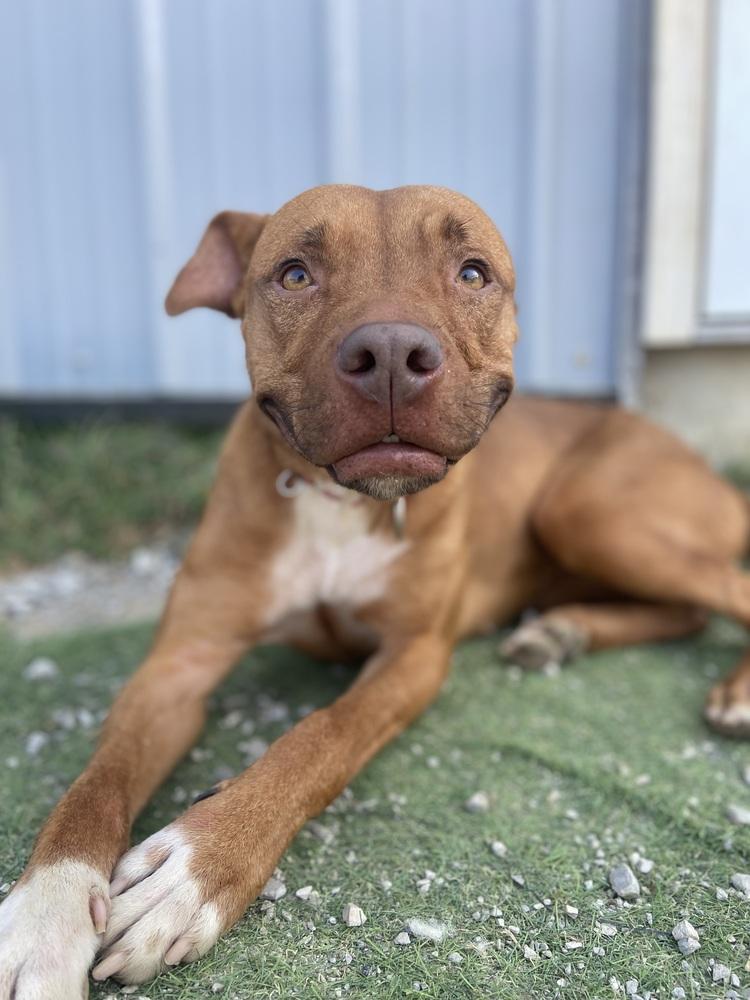 Zeytina, Adoptable, Adult Female Pit Bull Terrier.