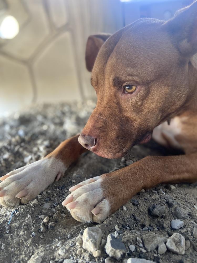 Enlarge Zeytina, a Adoptable Pit Bull Terrier in Evansville, IN image 2/6