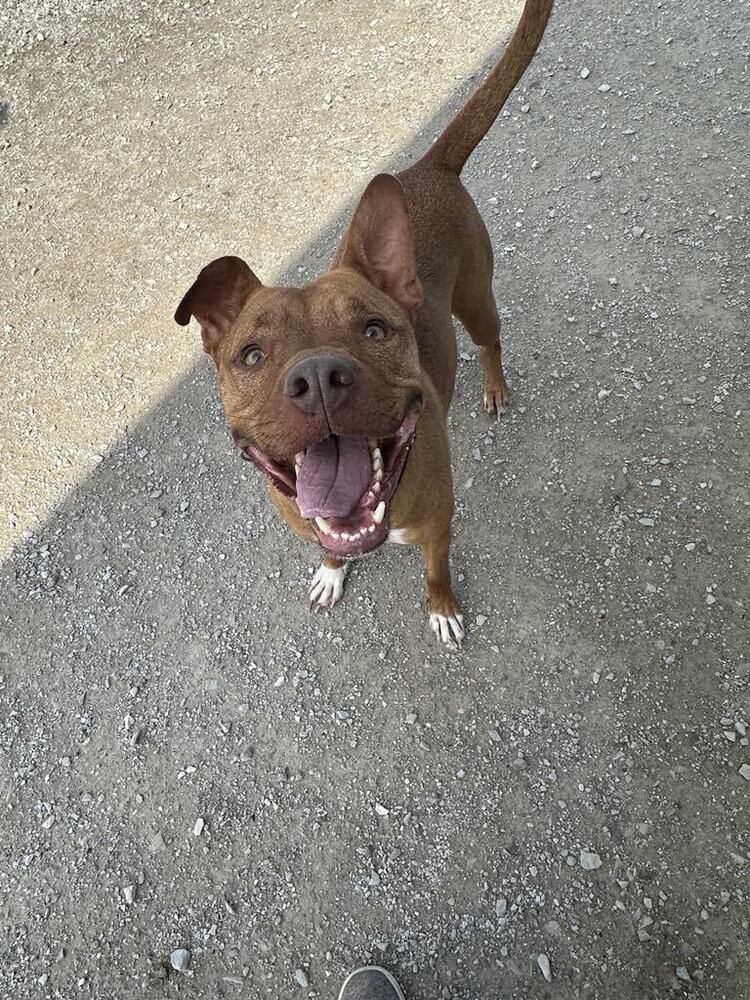 Enlarge Zeytina, a Adoptable Pit Bull Terrier in Evansville, IN image 3/6