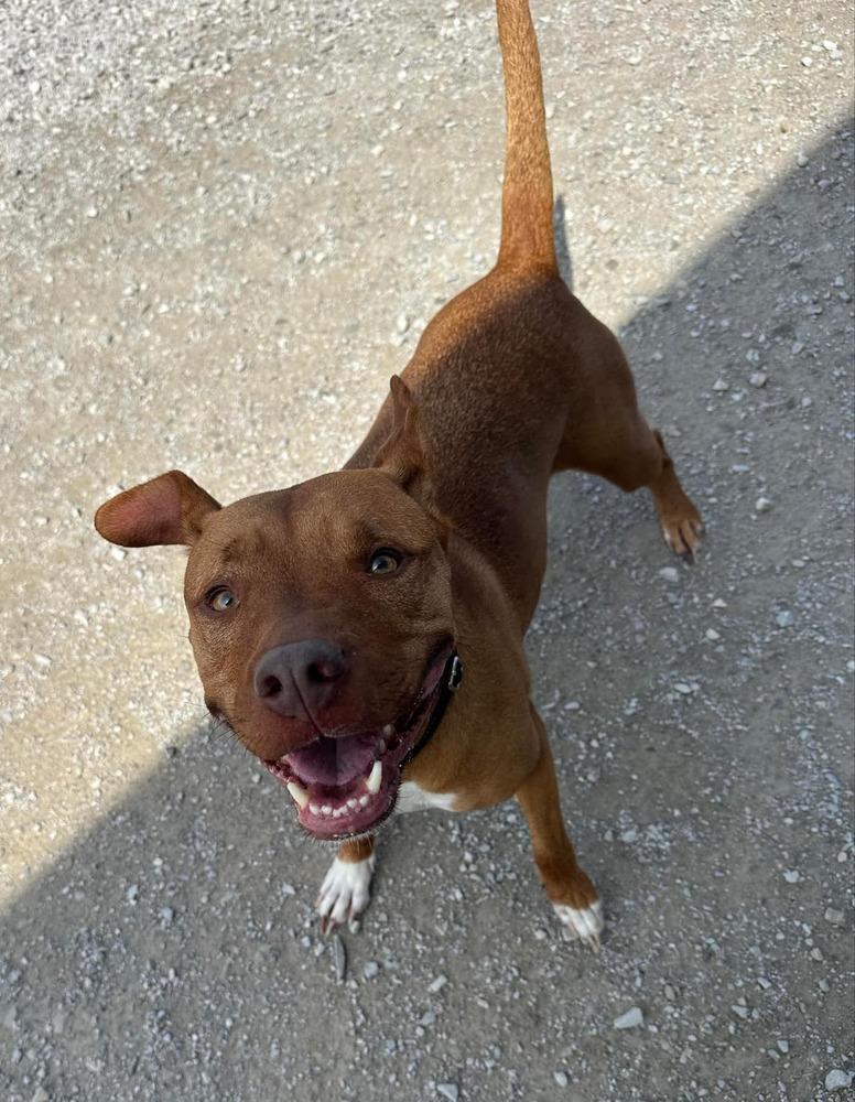 Enlarge Zeytina, a Adoptable Pit Bull Terrier in Evansville, IN image 4/6
