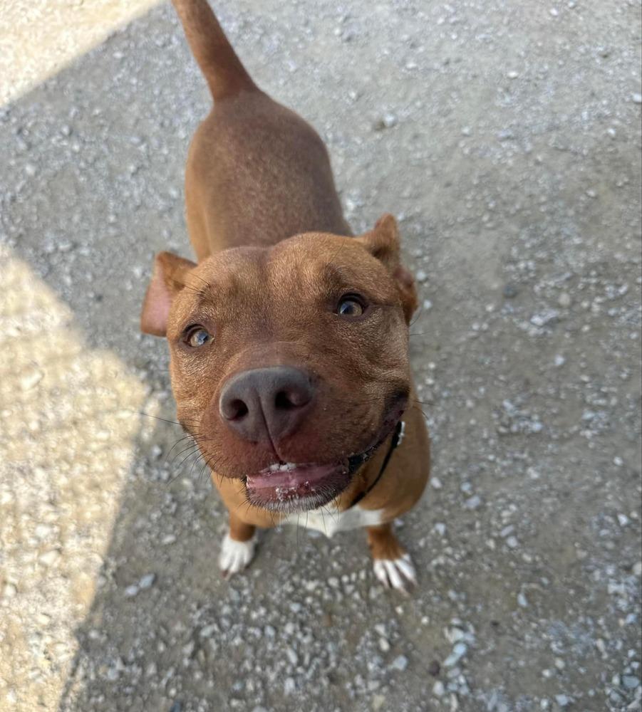 Enlarge Zeytina, a Adoptable Pit Bull Terrier in Evansville, IN image 5/6