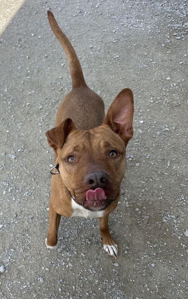 Enlarge Zeytina, a Adoptable Pit Bull Terrier in Evansville, IN image 6/6