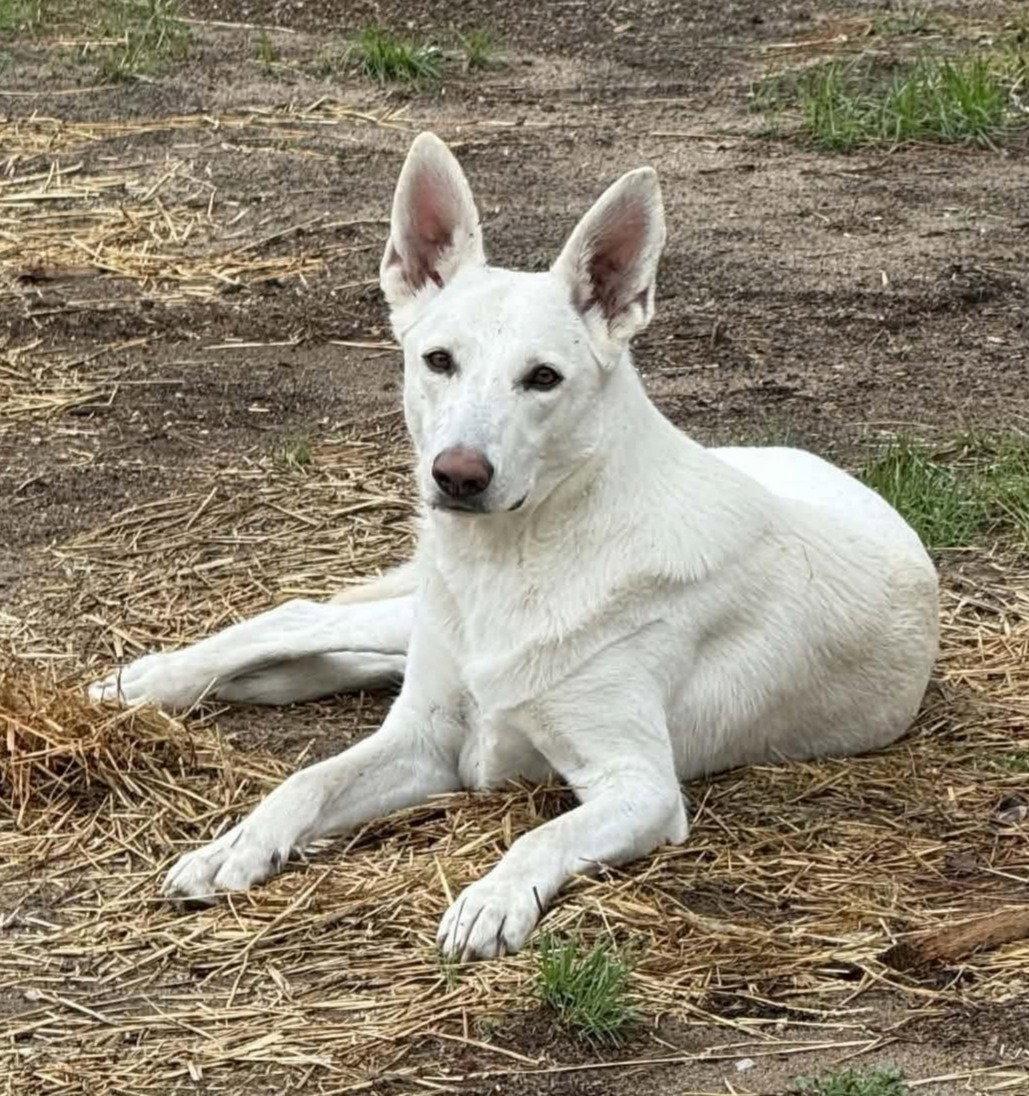 Enlarge Clover, a Adoptable White German Shepherd in Londonderry, NH image 1/3