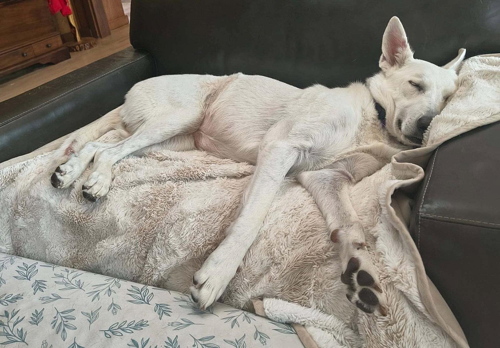 Enlarge Clover, a Adoptable White German Shepherd in Londonderry, NH image 2/3
