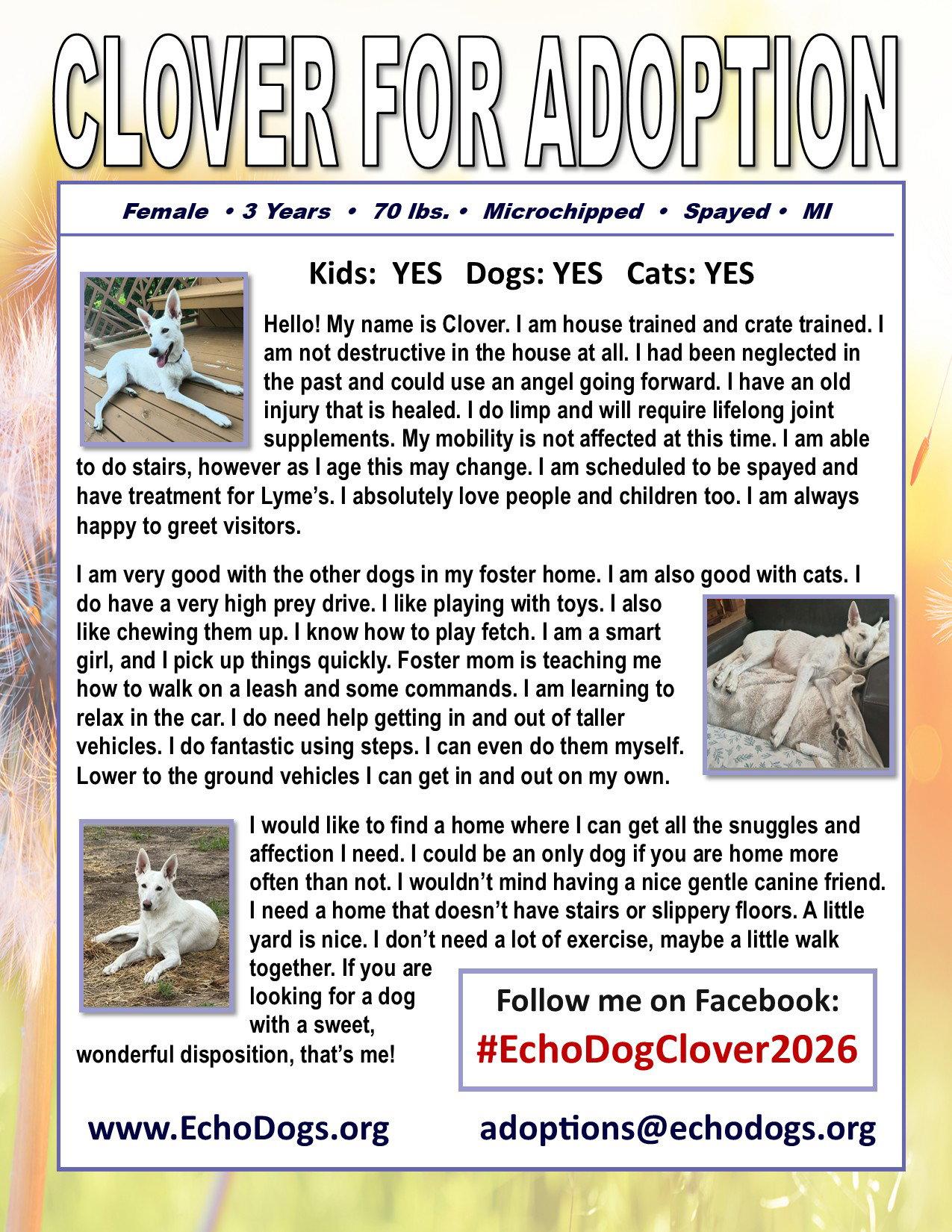 Enlarge Clover, a Adoptable White German Shepherd in Londonderry, NH image 3/3