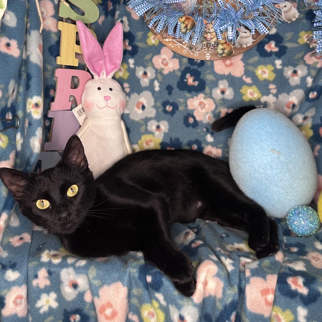 Enlarge Thelma, a Adoptable mixed breed in Mount Vernon, IL image 1/5