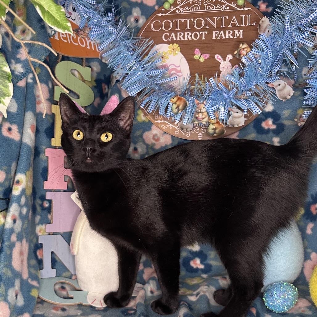 Enlarge Thelma, a Adoptable mixed breed in Mount Vernon, IL image 2/5