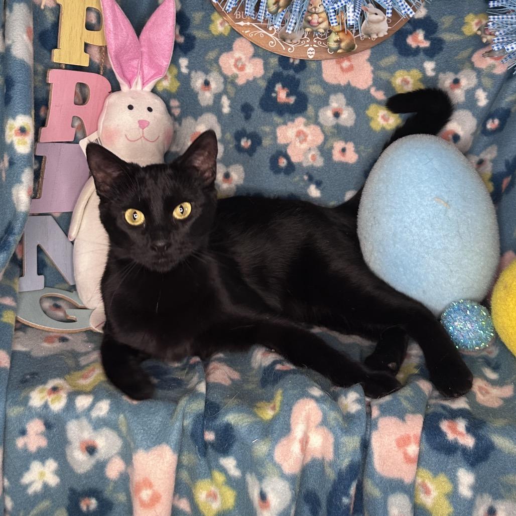 Enlarge Thelma, a Adoptable mixed breed in Mount Vernon, IL image 3/5