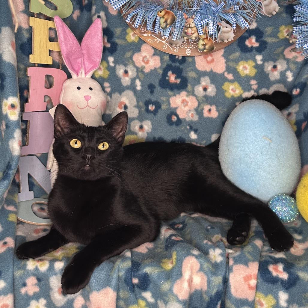 Enlarge Thelma, a Adoptable mixed breed in Mount Vernon, IL image 4/5