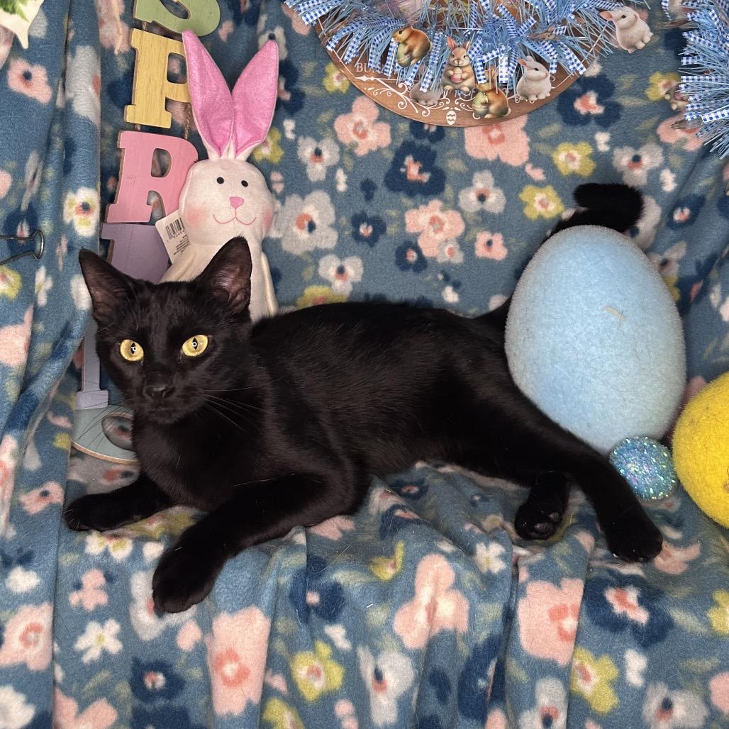 Enlarge Thelma, a Adoptable mixed breed in Mount Vernon, IL image 5/5