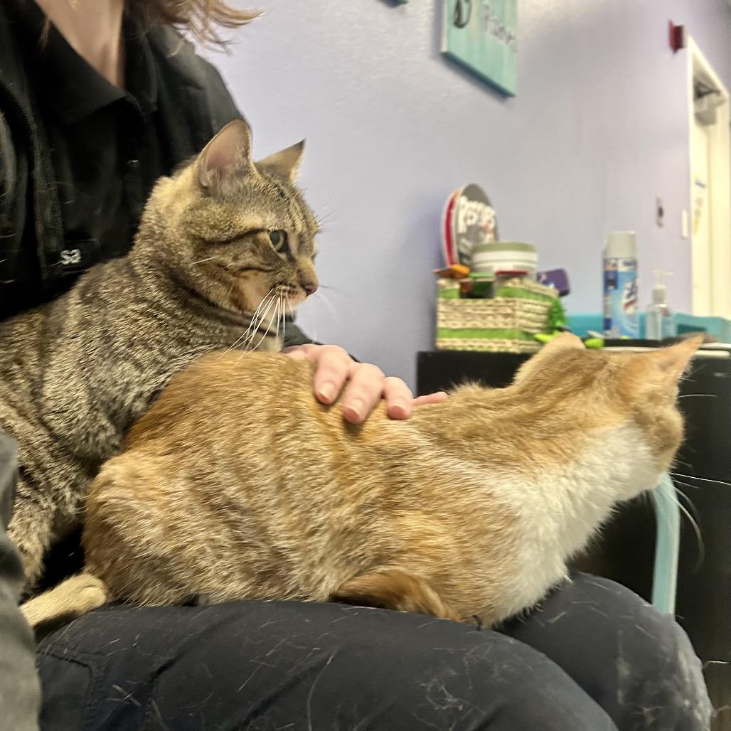 Enlarge Ridoc, a Adoptable Domestic Short Hair in Henderson, NV image 2/5