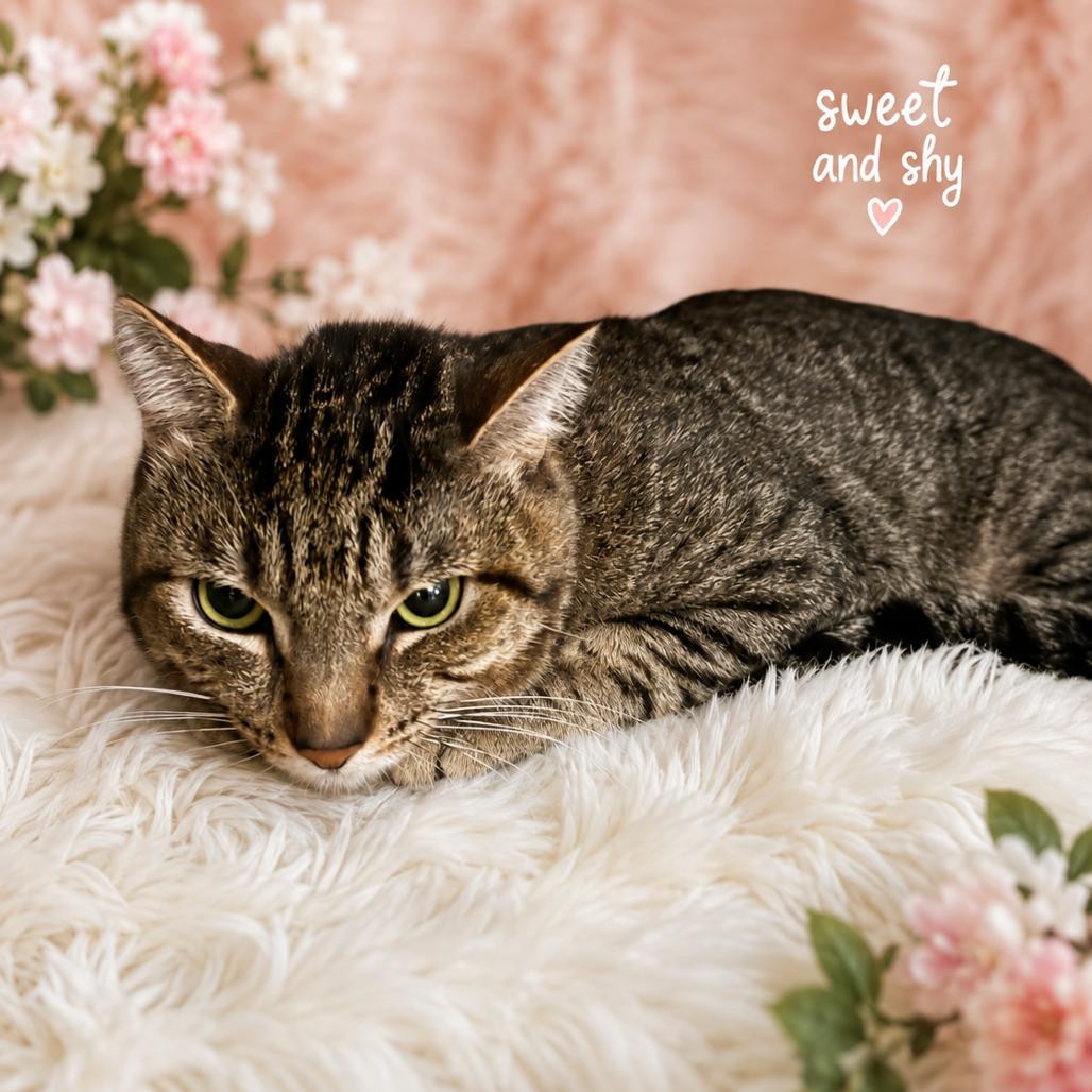 Enlarge Ridoc, a Adoptable Domestic Short Hair in Henderson, NV image 3/5