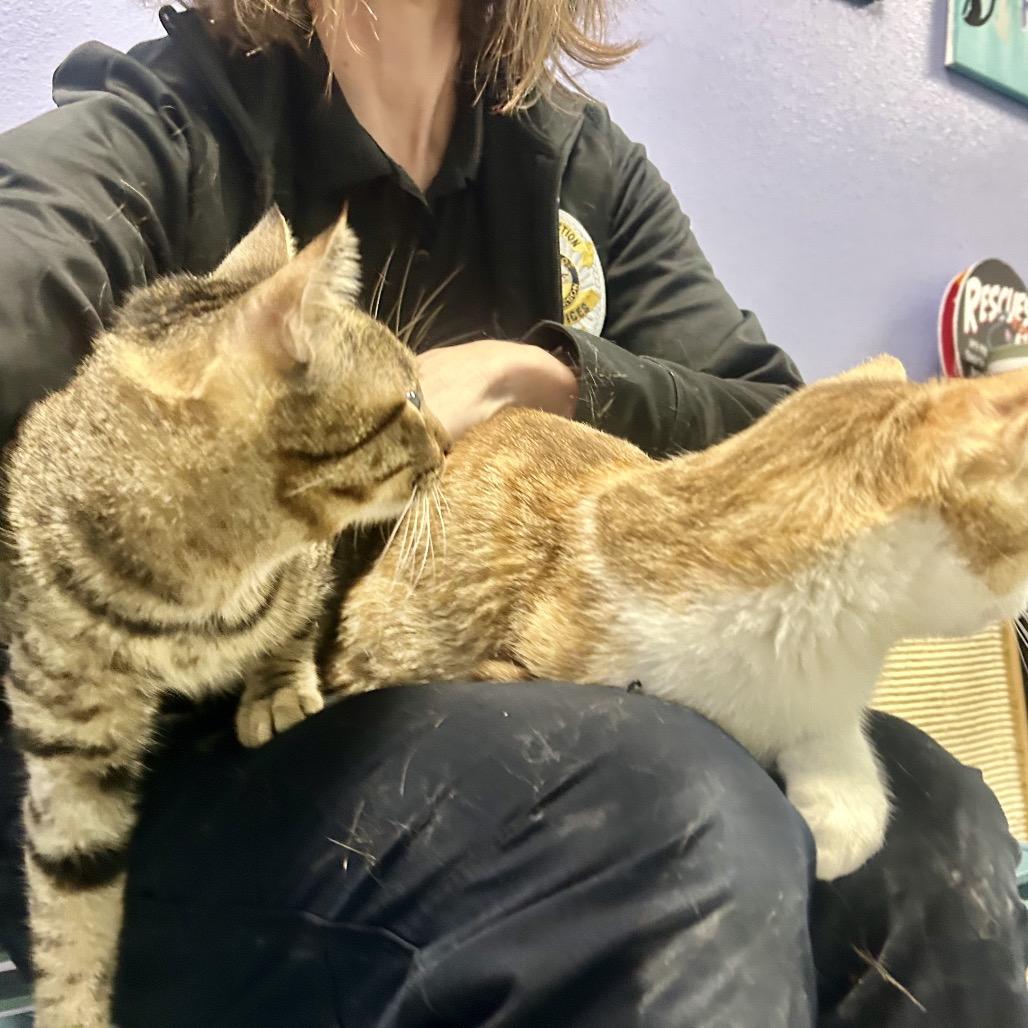 Enlarge Ridoc, a Adoptable Domestic Short Hair in Henderson, NV image 4/5