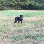 Enlarge Hannah, a Adoptable mixed breed in Little Rock, AR image 5/5