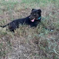 Enlarge Hannah, a Adoptable mixed breed in Little Rock, AR image 3/5