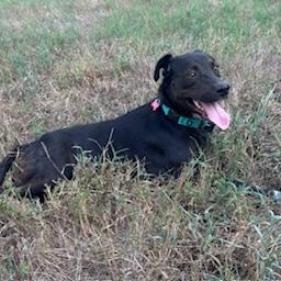 Enlarge Hannah, a Adoptable mixed breed in Little Rock, AR image 2/5