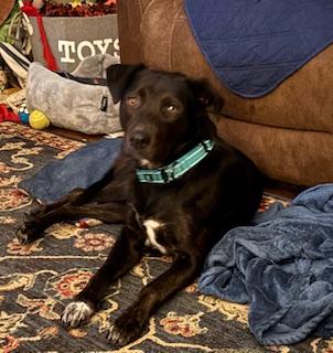 Hannah, Adoptable, Young Female Black Labrador Retriever.