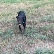 Enlarge Hannah, a Adoptable mixed breed in Little Rock, AR image 4/5