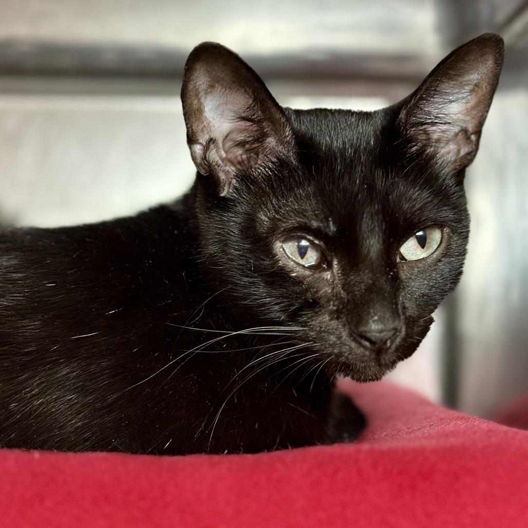 Boop — thumbnail 2