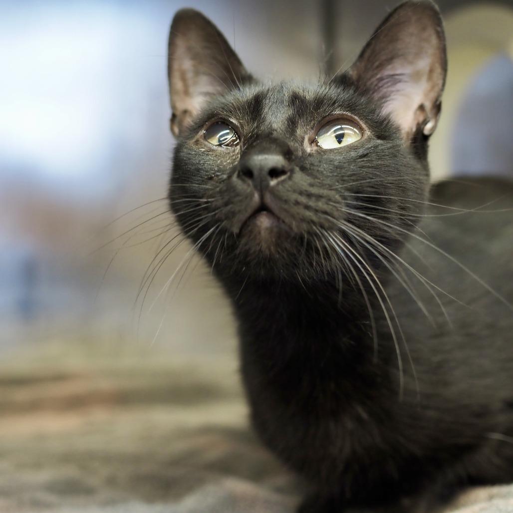 Boop — thumbnail 4