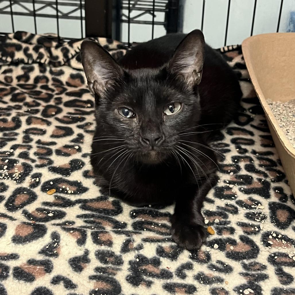 Boop — thumbnail 5