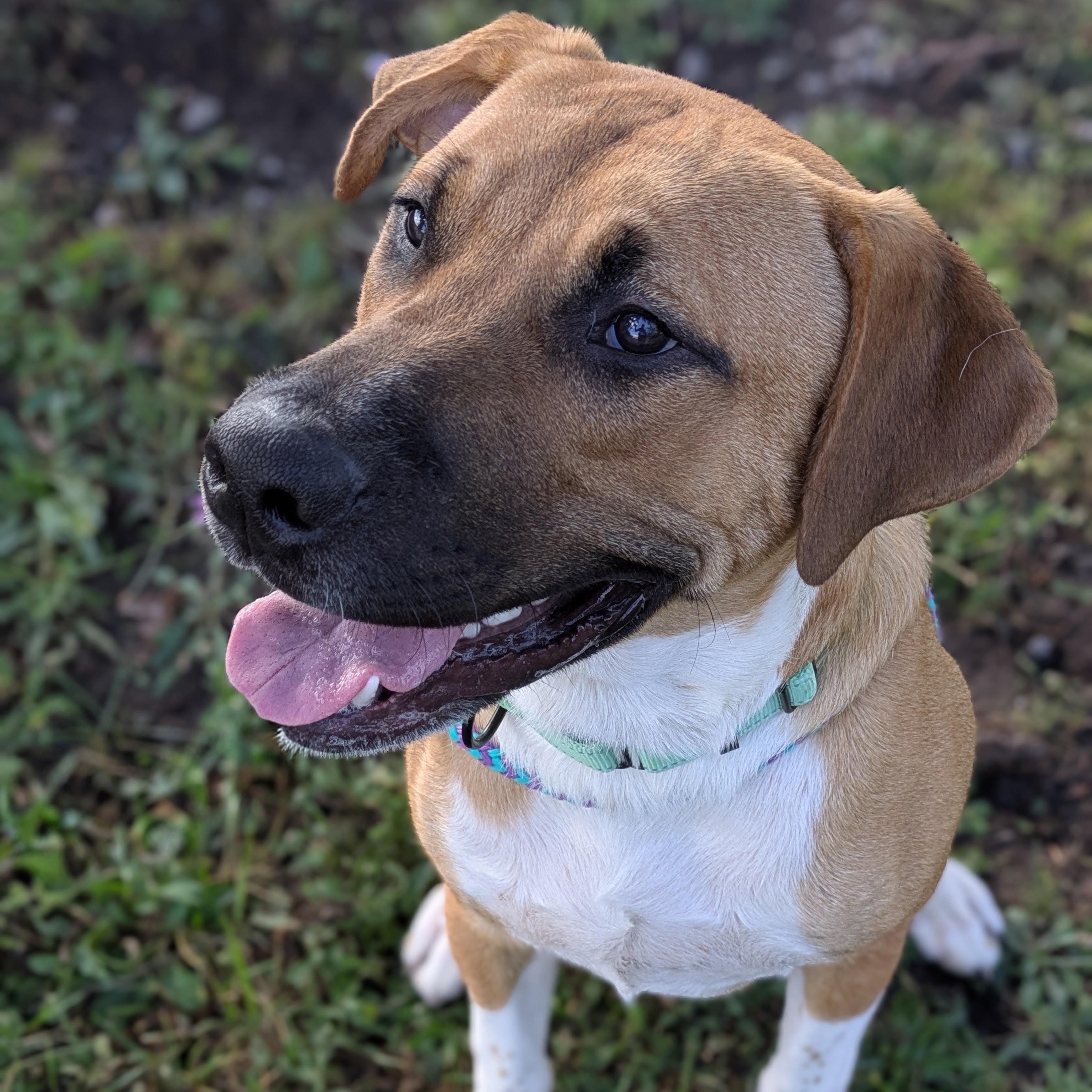 Evander, Adopted, Adult Male Black Mouth Cur.