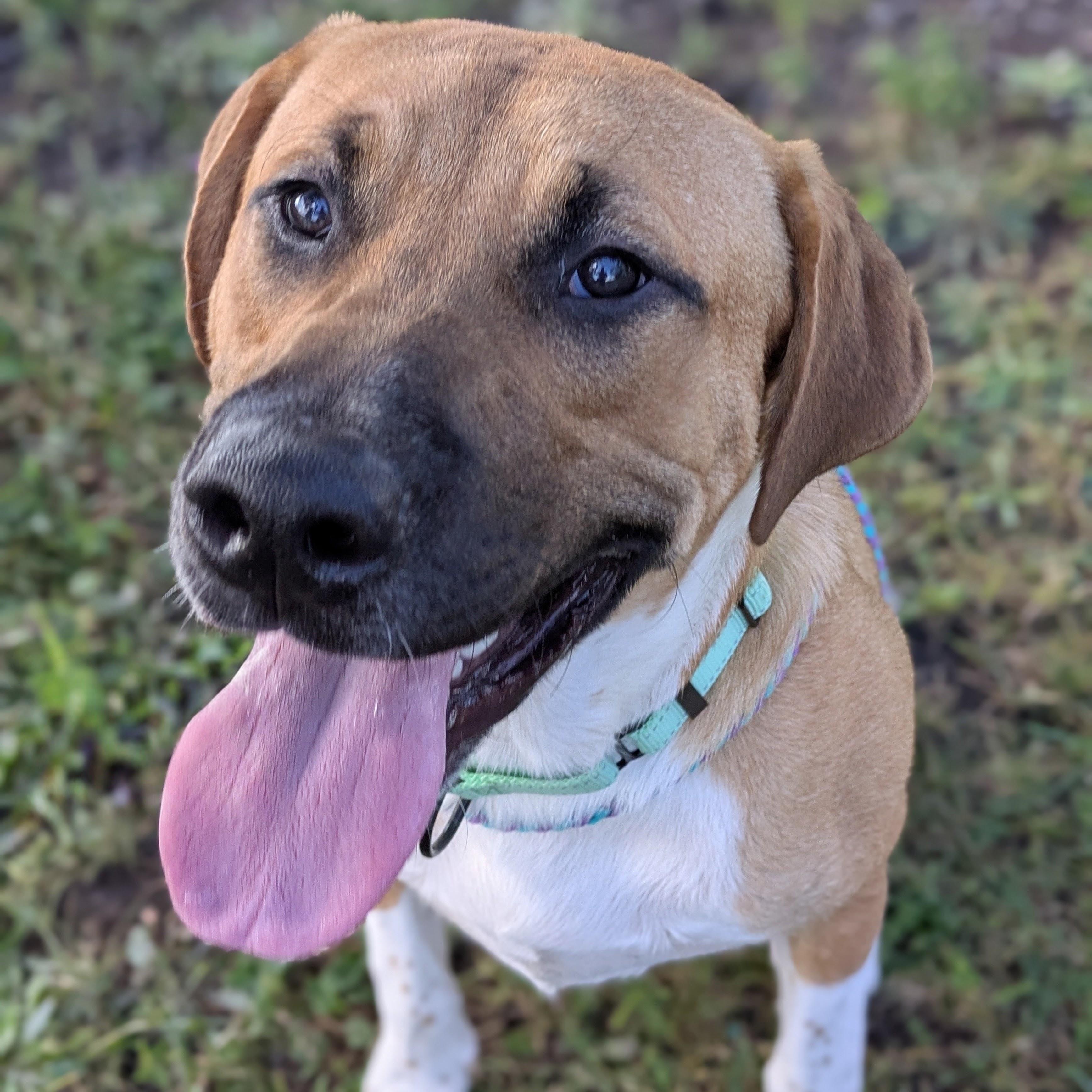 Enlarge Evander, a Adopted mixed breed in Syracuse, NY image 3/3